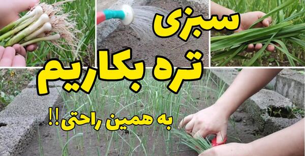 عکس پشه سفید