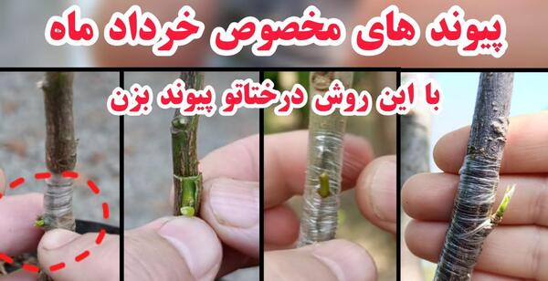 عکس پشه سفید