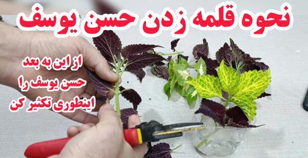 عکس پشه سفید