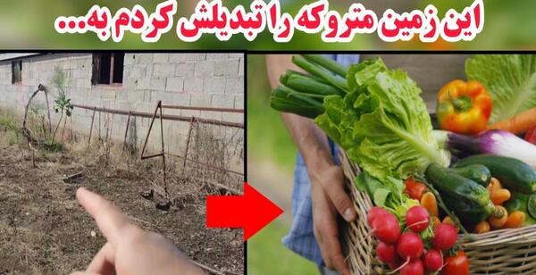 عکس پشه سفید