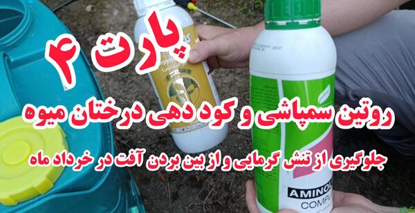 عکس پشه سفید