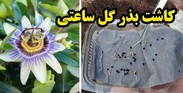 عکس پشه سفید