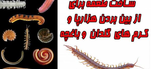 عکس پشه سفید