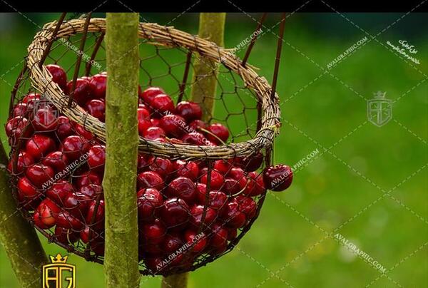 عکس ظرف گیلاس