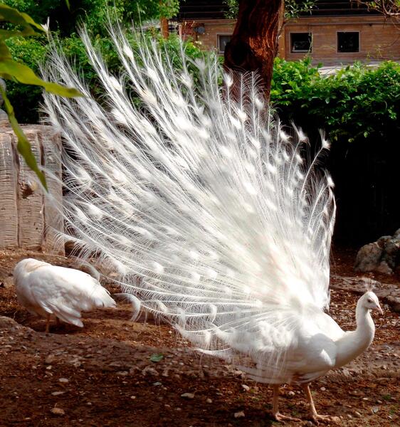 عکس طاووس ماده