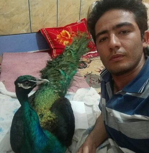 عکس طاووس ماده