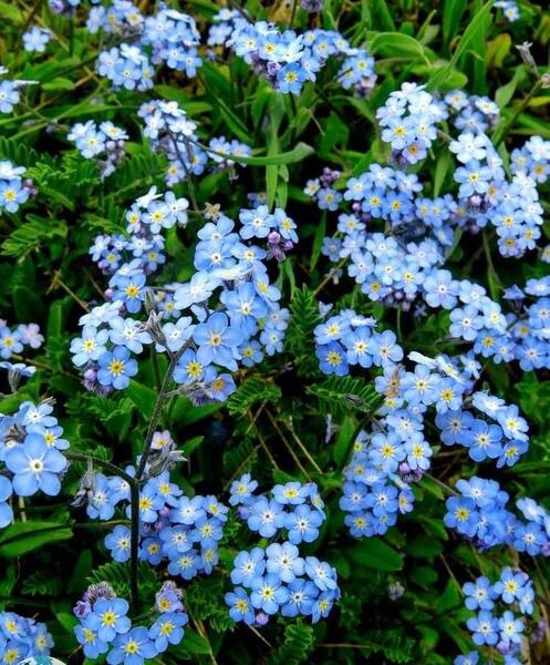 عکس گل های زیبای ایران