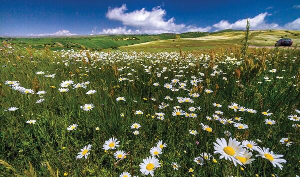 عکس گل های زیبای ایران