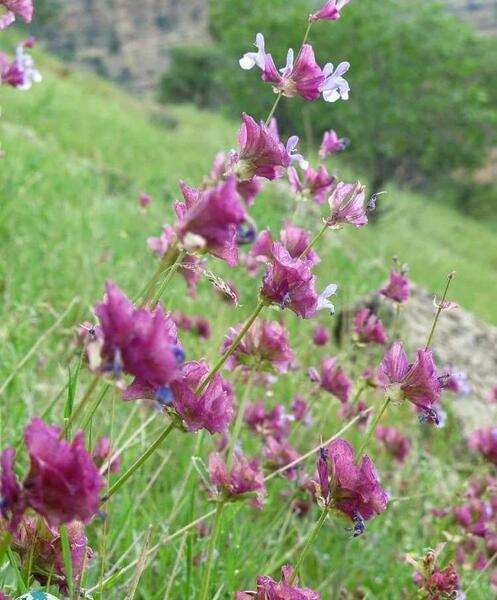عکس گل های زیبای ایران