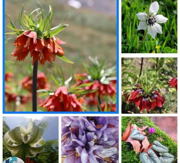 عکس گل های زیبای ایران