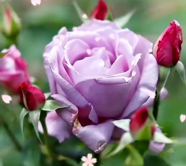 عکس صلوات زیبا