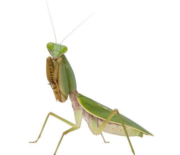 عکس عنکبوت از بالا