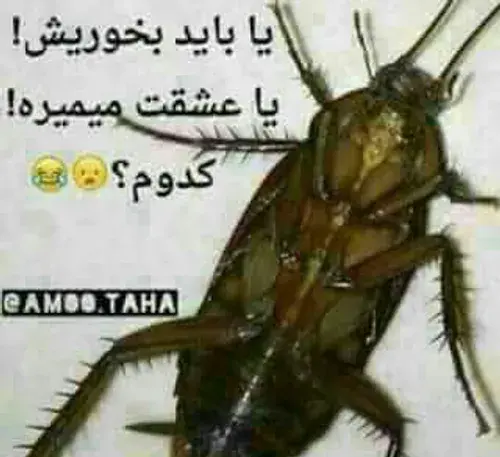 عکس سوسک رو صندلی