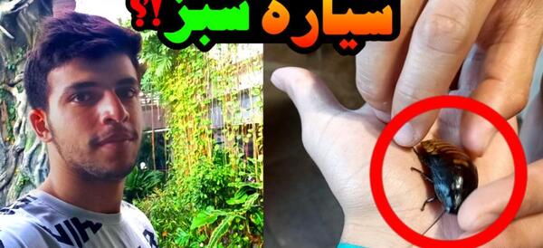 عکس سوسک رو صندلی