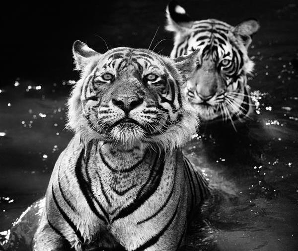 عکس مشکی نقاشی