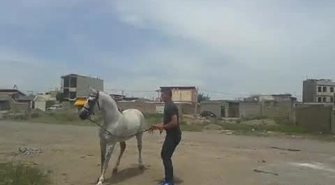 عکس اسب آتش