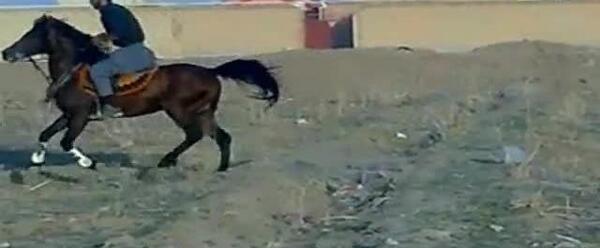 عکس اسب آتش