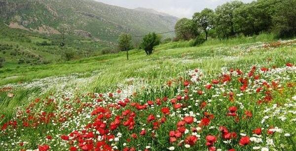 قشنگ ترین عکس پروفایل طبیعت