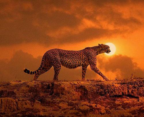 عکس اهو پروفایل