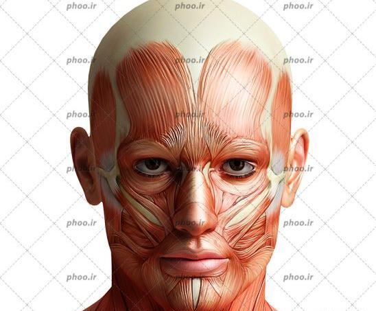 عکس گردن نیمار