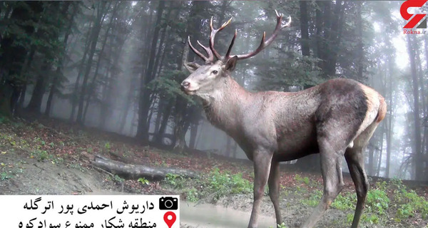 عکس آهو در جنگل