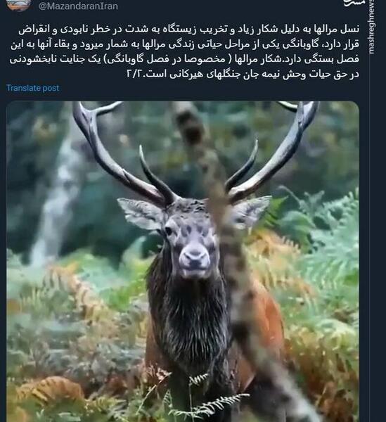 عکس آهو در جنگل