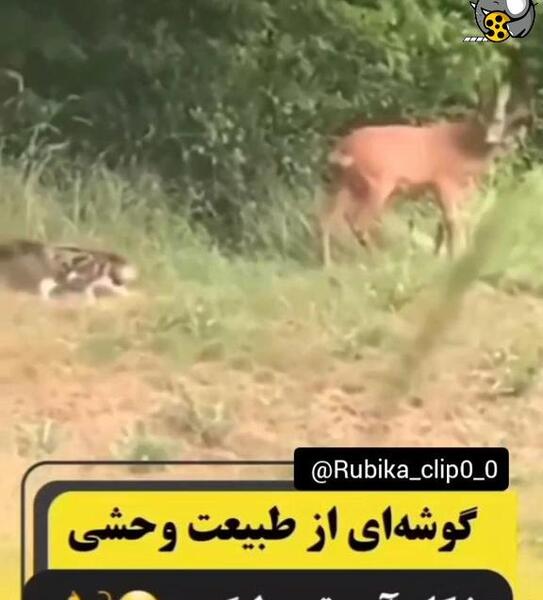 عکس آهو در جنگل