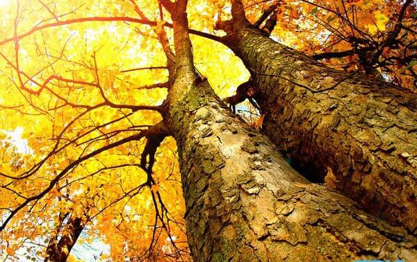 عکس پاییزی برای پروفایل گروه