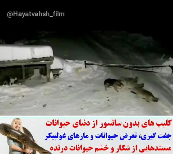 عکس سگ گرگی وحشی اصیل