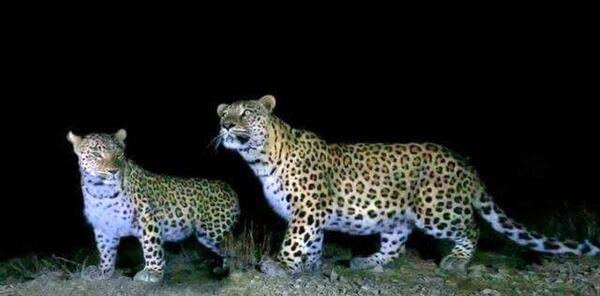 عکس پلنگ نر
