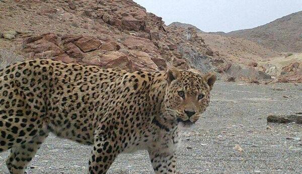 عکس پلنگ نر