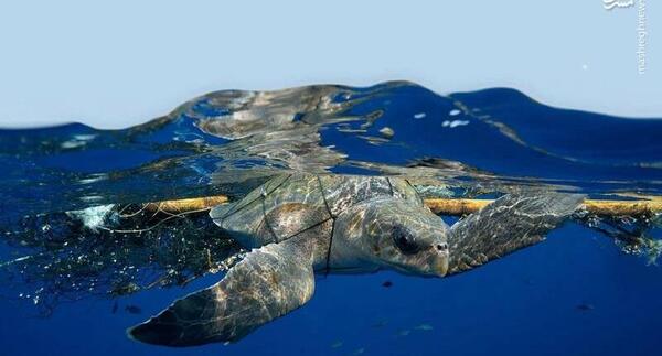عکس پلنگ نر
