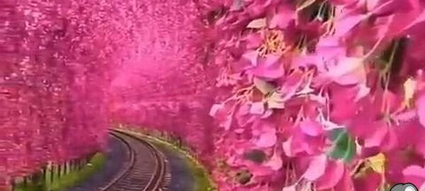 عکس زمین رویایی