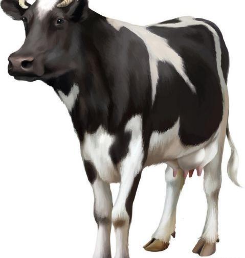 عکس نشسته سگ