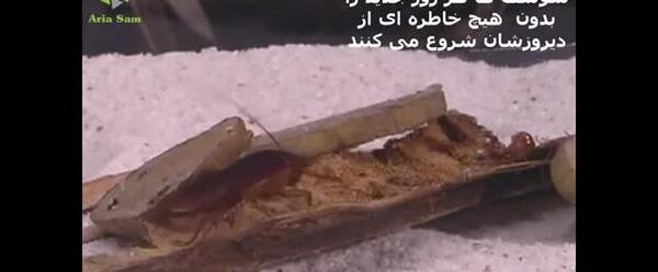 عکس سوسک و ملخ