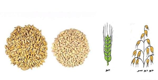 عکس جو دوسر و جو معمولی