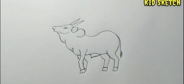 عکس نقاشی ساده و زیبا کبوتر