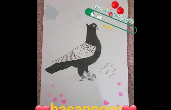 عکس نقاشی ساده و زیبا کبوتر
