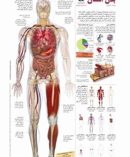 عکس اسکلت بدن انسان با کیفیت