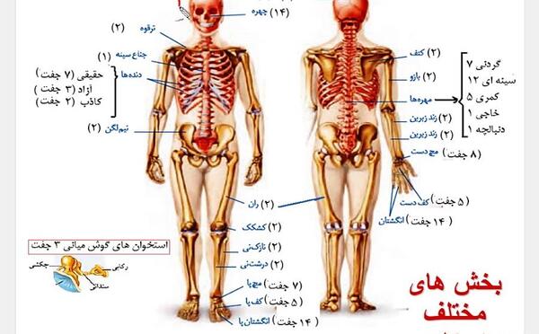 عکس اسکلت بدن انسان با کیفیت
