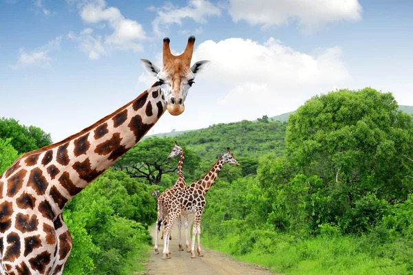 عکس طلای دبی