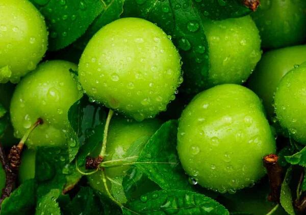 عکس الوچه سبز