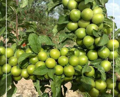 عکس الوچه سبز