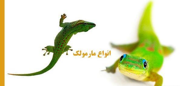 عکس مارمولک آبی