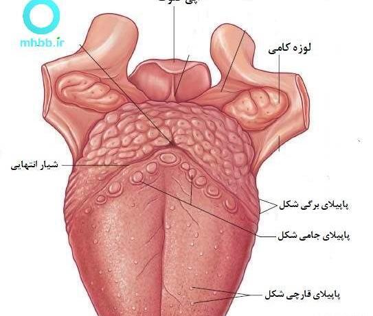 عکس زبان نی نی سایت