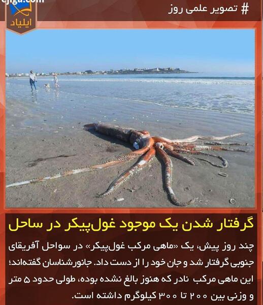 عکس ماهی مرکب غول پیکر