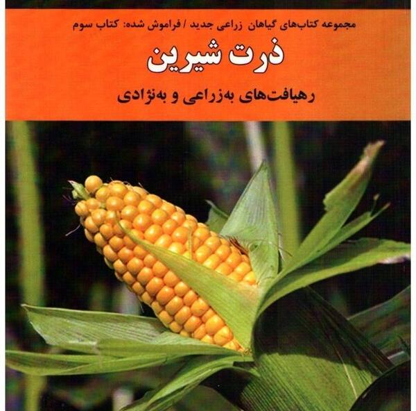 عکس تصویر ذرت شیرین