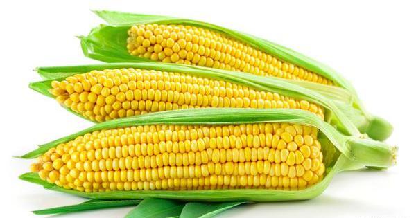 عکس تصویر ذرت شیرین
