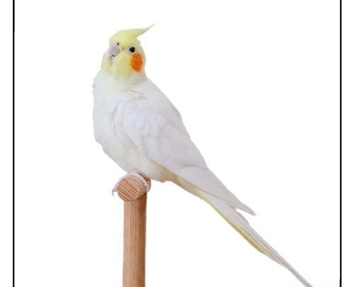 عکس طوطی واقعی