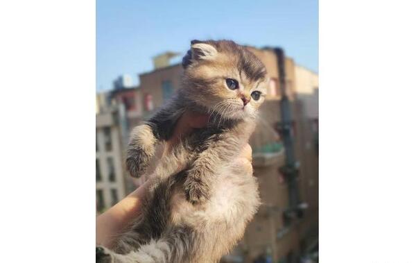عکس سگ پامرانین جیبی